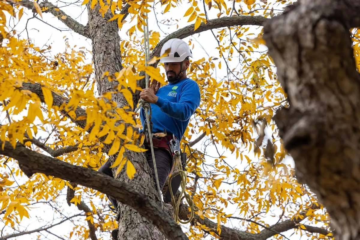 Skilled Tree Planting crew working in Easton